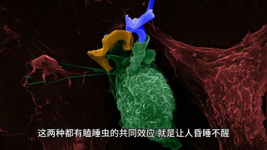 2025港澳免费资料大全和自来水中含活体虫与自来水中含活体虫吗