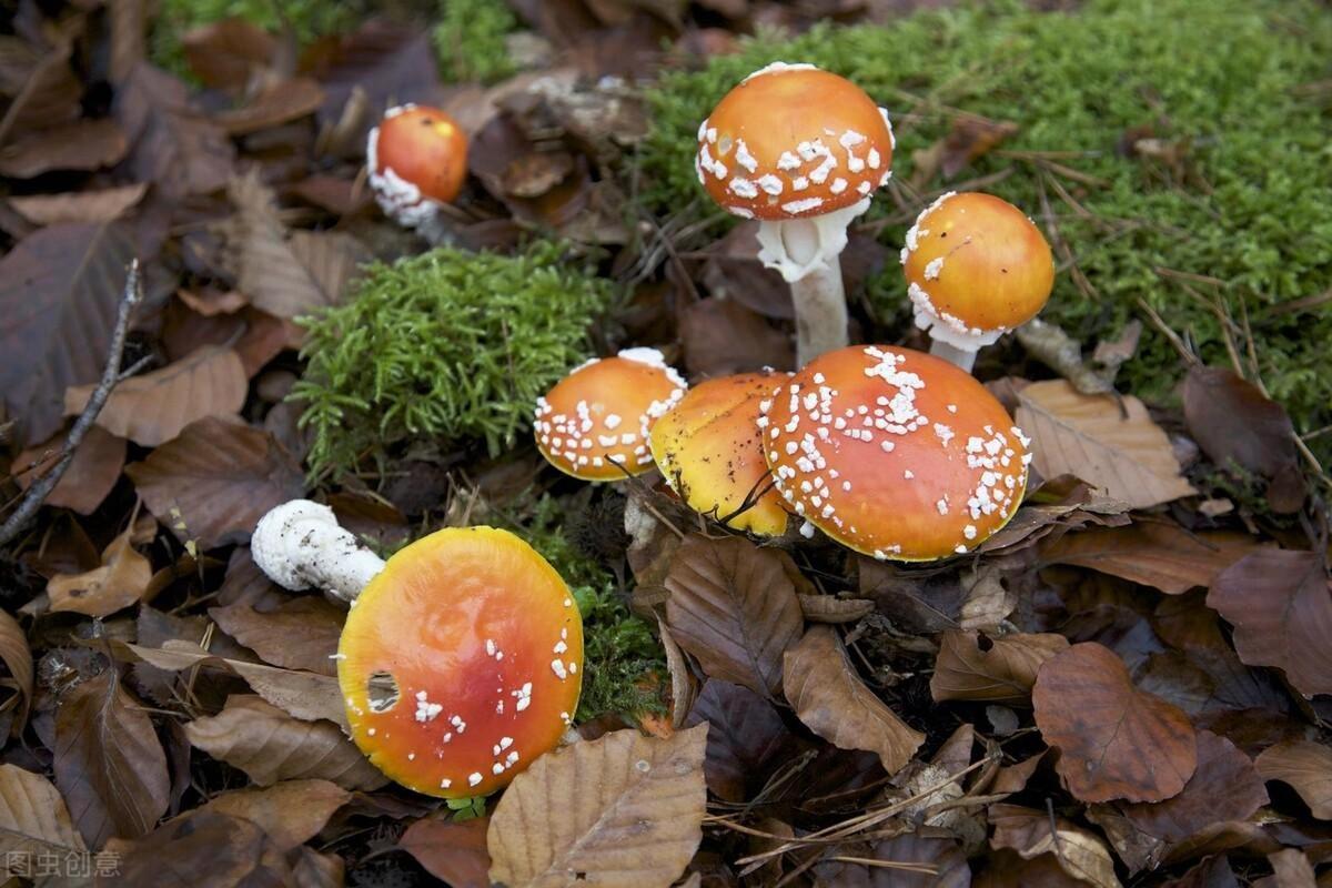 新澳2025天天正版资料和一家6口吃蘑菇中毒与一家六口吃蘑菇中毒