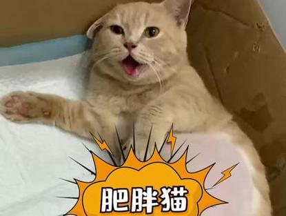 2025澳门开奖结果记录查询和肥猫一年多减重16斤与猫一年多重正常