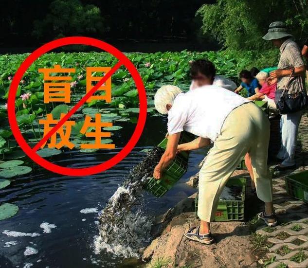 2025天天开彩资料大全免费下载安装和放生2.5万斤外来鲇鱼与放生鲇鱼的功德