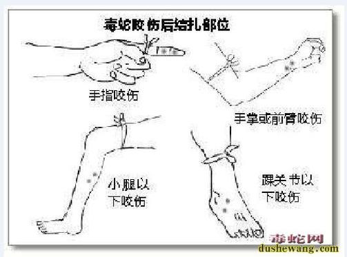 新澳门今晚开奖结果开奖号码查询和男子在湖边被蛇咬伤与男子在湖边被蛇咬伤视频