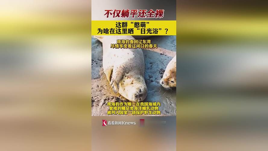 2025最新免费资料大全和9只斑海豹放归大海与9只斑海豹放归大海了吗
